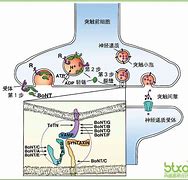 爱美克肉毒素