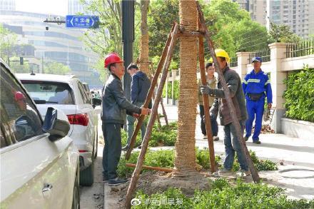 上海行道树被吹断，骑手小哥被砸身亡