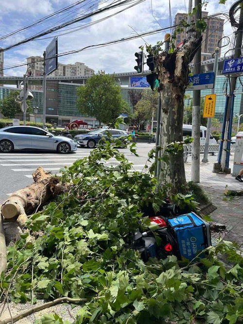 上海行道树被吹断，骑手小哥被砸身亡