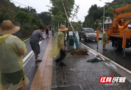 上海行道树被吹断，骑手小哥被砸身亡