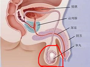 了解睾丸上的疙瘩，可能的原因及处理方法