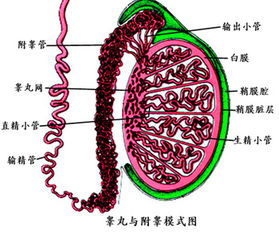 了解睾丸上的疙瘩，可能的原因及处理方法