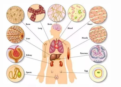 五脏六腑指的是什么？人体内部结构的全面解读