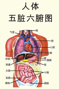 五脏六腑指的是什么？人体内部结构的全面解读