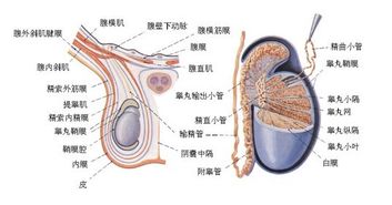 全面解析附睾炎，症状、治疗及预防——百科博主带你深入了解男性健康问题