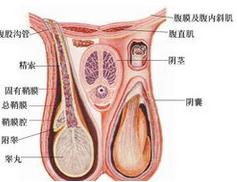 全面解析附睾炎，症状、治疗及预防——百科博主带你深入了解男性健康问题