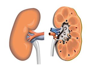 如何科学保养肾脏，远离亚健康状态？
