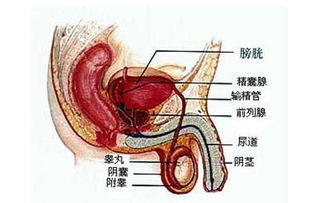 阴囊潮湿是肾阴虚吗？全面解析阴囊潮湿的原因与应对方法