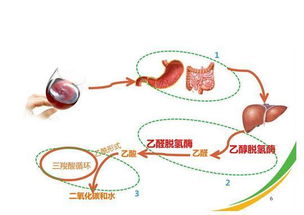 喝酒脸红的科学解析——从基因到生理的全面解读