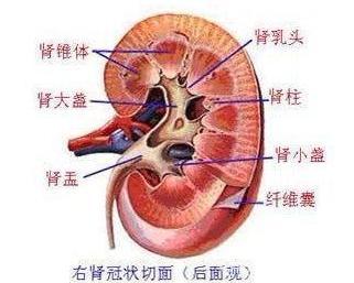 急性肾小球肾炎，病因、症状与治疗全解析