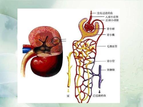 肾炎的常见症状及其早期识别