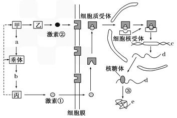 荷尔蒙，身体内的化学信使