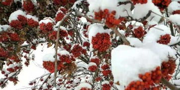 国庆去内蒙古的游客，赏秋变看雪