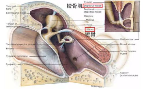 男生的喉结为什么不能碰？揭秘这一生理结构背后的秘密