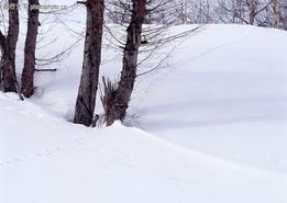 雪地里的小画家——揭秘自然界的冬季艺术家