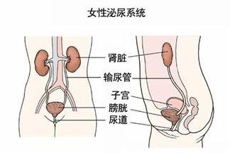 泌尿系统感染，常见症状与应对策略