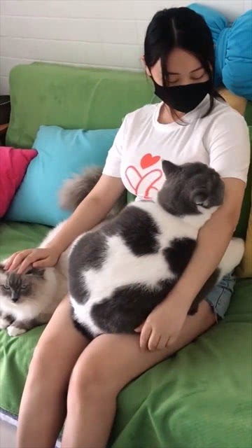 母女家中养猫扰邻