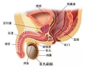 南京前列腺治疗指南，全面解析前列腺疾病与治疗方案