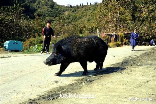 北京一居民家闯入神秘野猪