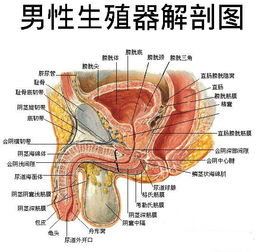 男性生殖器的长度与健康