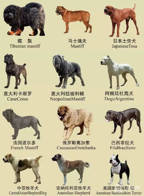 禁养犬名录统一公布，引领文明养宠新风尚